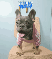 a french bulldog wearing a pink shirt with the word yippee written above it