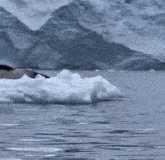 a large piece of ice is floating on top of a body of water with mountains in the background .