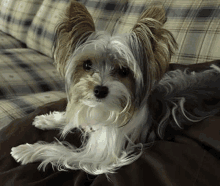 a small dog is laying on a couch with a plaid blanket .