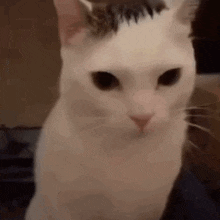 a white cat with a feather on its head is sitting on a couch and looking at the camera .