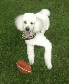 a white poodle is laying in the grass with a football in front of it