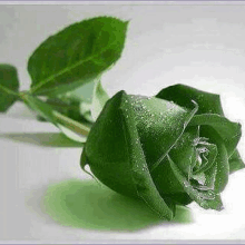 a green rose with water drops on the leaves is sitting on a white surface .