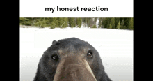 a close up of a bear 's face with the words `` my honest reaction '' below it .