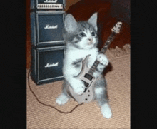 a cat is playing a guitar in front of a marshall stack