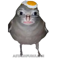 a bird wearing glasses and a fried egg on its head with the words astaghfurullah below it