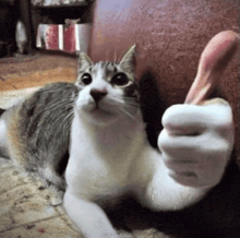 a cat is laying down and giving a thumbs up sign