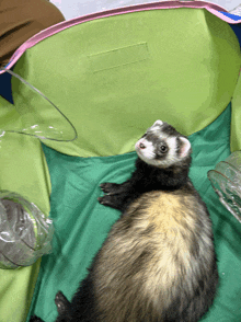 a ferret is laying down on a green blanket