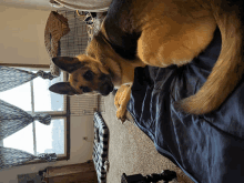 a german shepherd dog laying on a bed looking at the camera