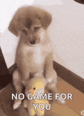 a puppy sitting on top of a stuffed duck with the words no game for you