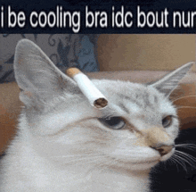 a cat with a cigarette on its head and the words i be cooling bra idc bout nur on the bottom