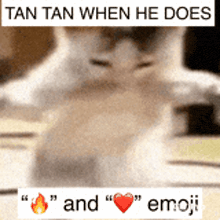 a picture of a cat that says tan tan when he does