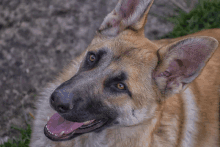 a close up of a dog 's face with its tongue hanging out