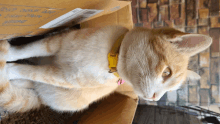 a cat wearing a yellow collar is laying in a box