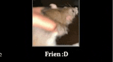 a picture of a hamster being petted by a person with the words frien : d on the bottom .