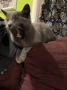 a gray cat yawning on a couch with a day of the dead curtain in the background