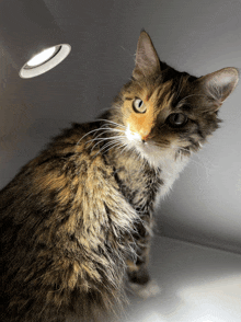 a calico cat is looking up at the camera with a light behind it