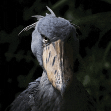 a bird with a very long beak and feathers on its head