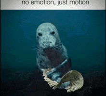 a seal holding a bunch of money with the words no emotion just motion below it