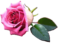 a pink rose with green leaves is against a white background