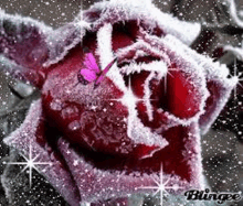 a purple butterfly is sitting on a red rose covered in snow .