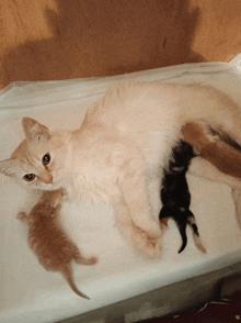 a white cat laying on a white blanket with two kittens