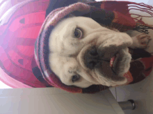 a bulldog wearing a scarf and a hat looks at the camera