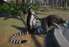 two lemurs standing next to each other in a zoo