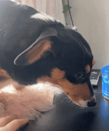 a black brown and white dog laying on a table next to a blue container that says cc on it