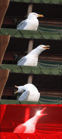 a white seagull is sitting on a green roof next to a red roof