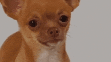a small brown chihuahua dog is looking at the camera with a sad look on its face .