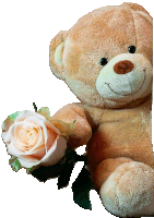 a teddy bear holds a white rose in its paws