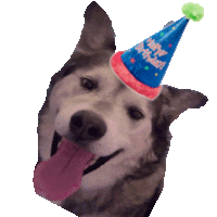 a husky dog wearing a birthday hat that says happy birthday