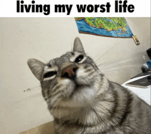 a cat with the words living my worst life on the bottom