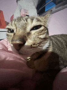 a close up of a cat laying on a pink pillow