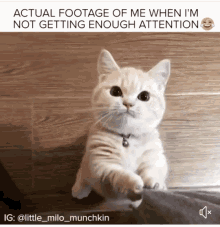 a picture of a cat with a caption that says " actual footage of me when i 'm not getting enough attention "