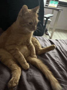 a cat laying on a bed with a laptop on the desk behind it