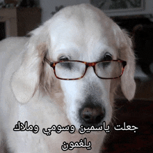 a dog wearing glasses has arabic writing on it