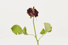 a dead rose with a green stem and leaves