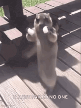 a squirrel is standing on its hind legs on a wooden deck holding a ball .