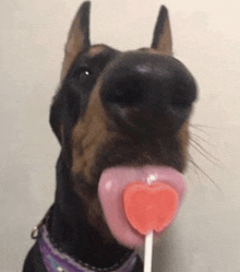 a dog is licking a heart shaped lollipop in its mouth .