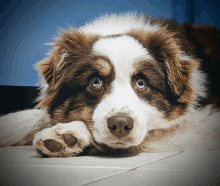 a brown and white dog with blue eyes is laying down on the floor