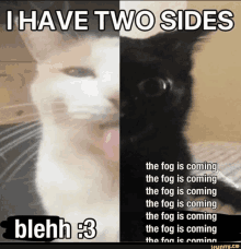 a picture of a cat with the caption i have two sides blehh 3