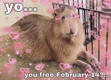 a picture of a capybara surrounded by pink hearts and the words you free february 14