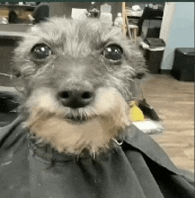 a small dog with a beard is sitting in a chair with a black cape around its neck .