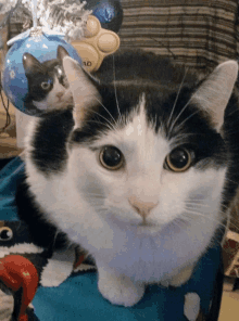 a black and white cat sitting next to a blue christmas ornament that says 10