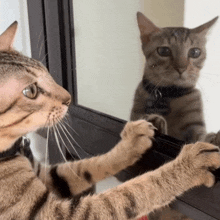 a cat looking at its reflection in a mirror with a collar on