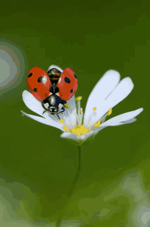 a ladybug is sitting on a white flower with a yellow center