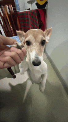 a small brown and white dog is standing on its hind legs and looking at the camera