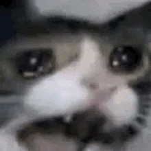 a close up of a cat 's face with a blurry background .