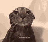 a close up of a cat 's face with the words `` it 's take a maxdx '' written on it .